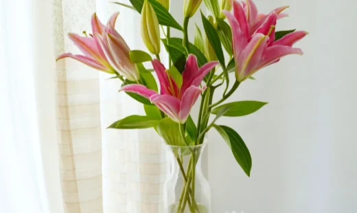Oriental Pink Lilies - 5 Stems
