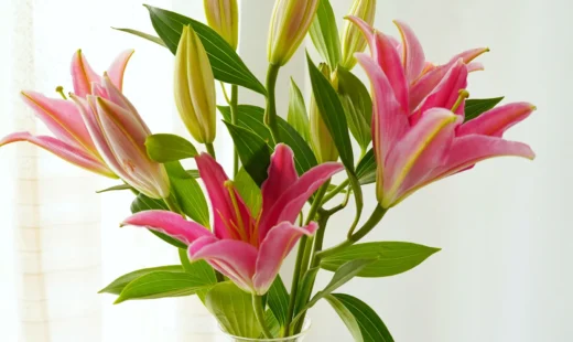Oriental Pink Lilies - 5 Stems