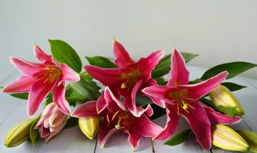 5 Stems - Oriental Pink Lilies