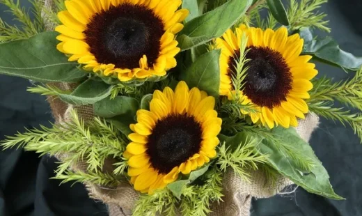 Blissful Sunflowers