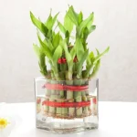 Bringing Good Luck 2 Layer Bamboo Plant