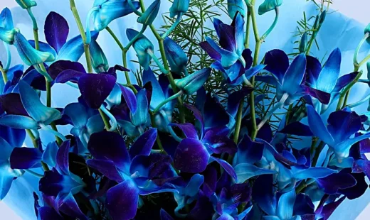 Mesmerising Blue Orchids Bouquet