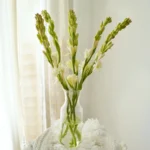 Tuberose - 10 Stems