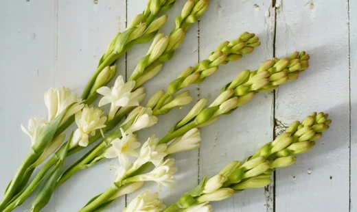 Tuberose - 10 Stems