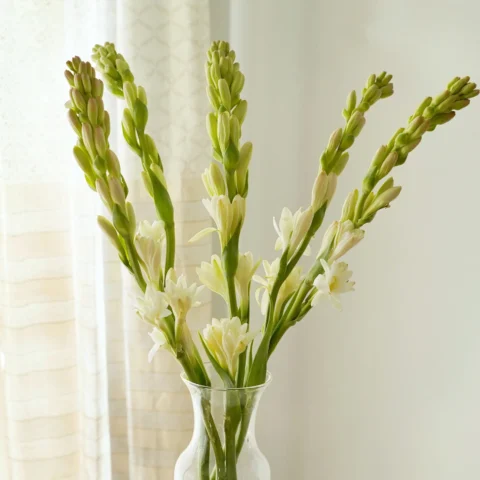 Tuberose - 5 Stems